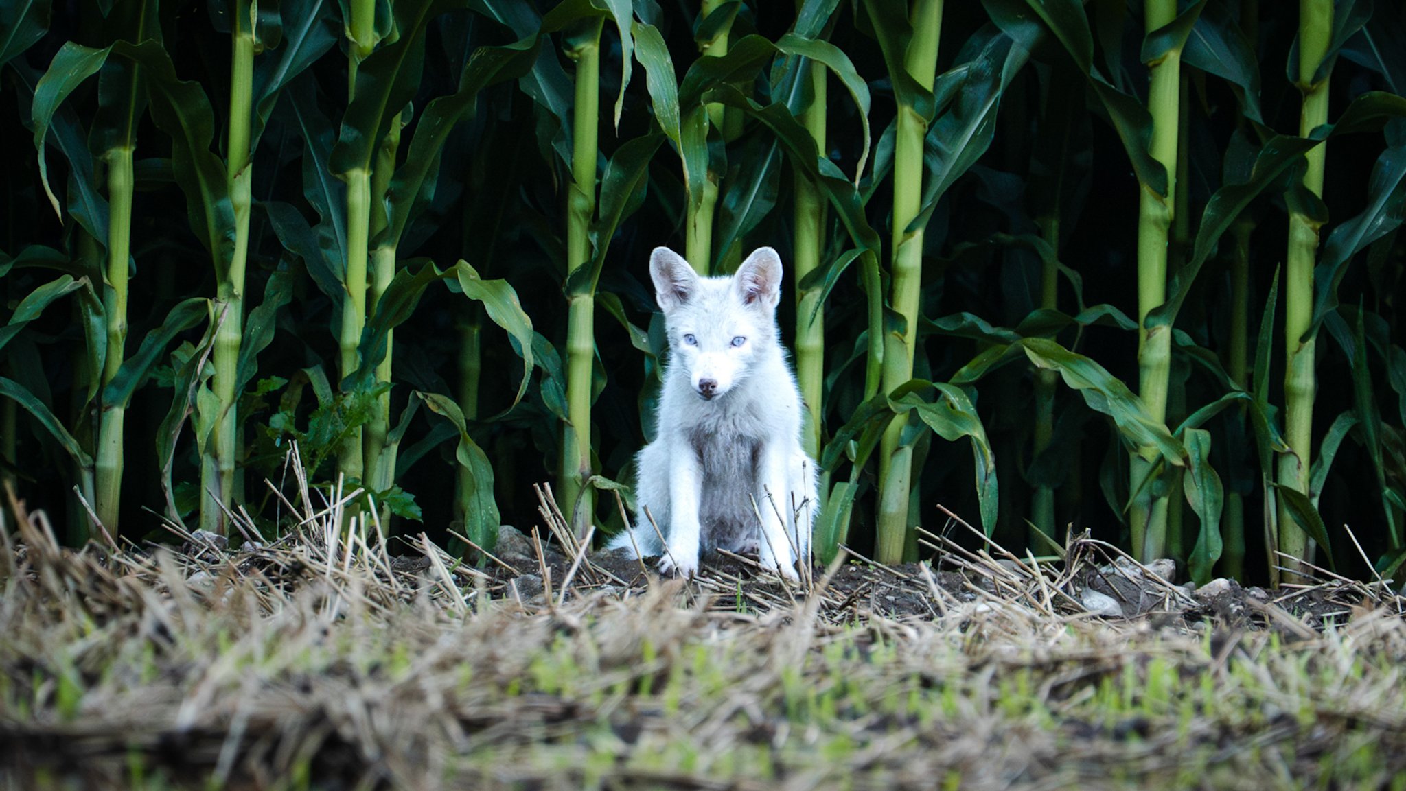 Ein weißer Fuchs sitzt auf einem Feld im Münchner Umland.