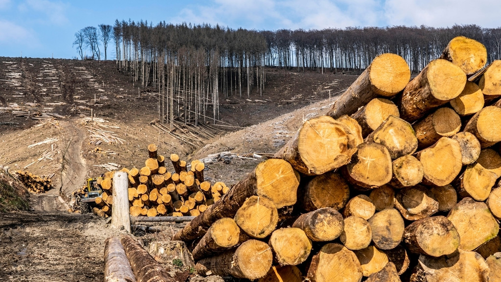 Kontrovers - Die Story: Wald unter Druck: Holz-Boom trotz Waldsterben | Bild: picture alliance / Jochen Tack | Jochen Tack Kontrovers - Die Story: Wald unter Druck: Holz-Boom trotz Waldsterben