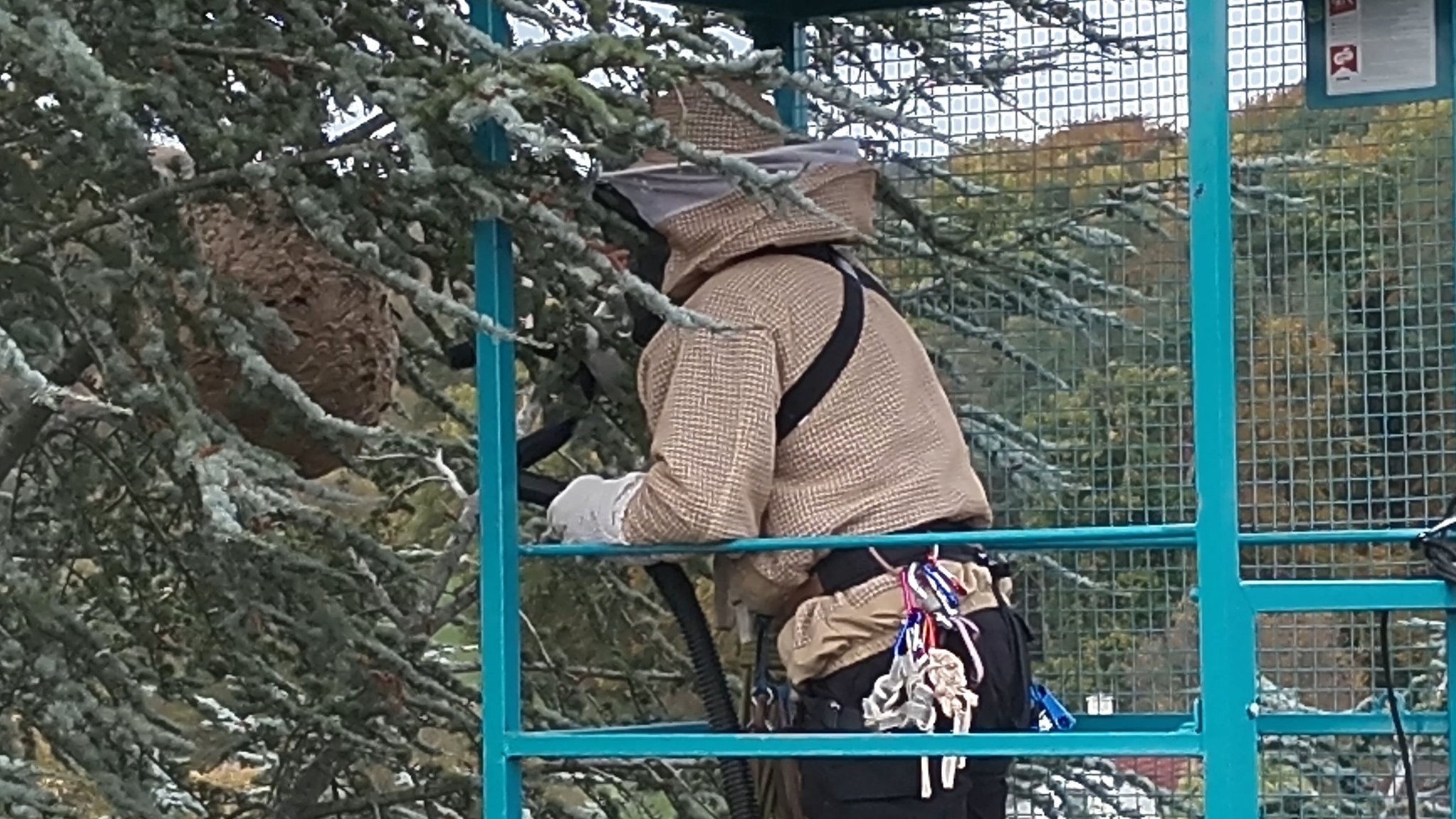 Mann in Schutzanzug saugt Hornissen mit Staubsauger ein