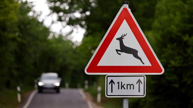 Verkehrszeichen für "Achtung, Wildwechsel" | Bild: picture alliance / Panama Pictures | Christoph Hardt Verkehrszeichen für "Achtung, Wildwechsel"