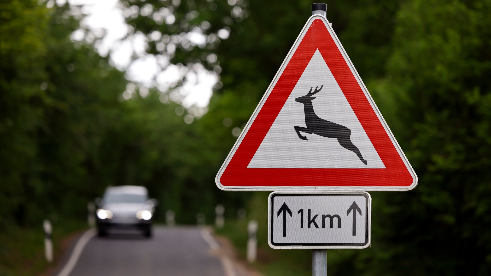 Verkehrszeichen für "Achtung, Wildwechsel"