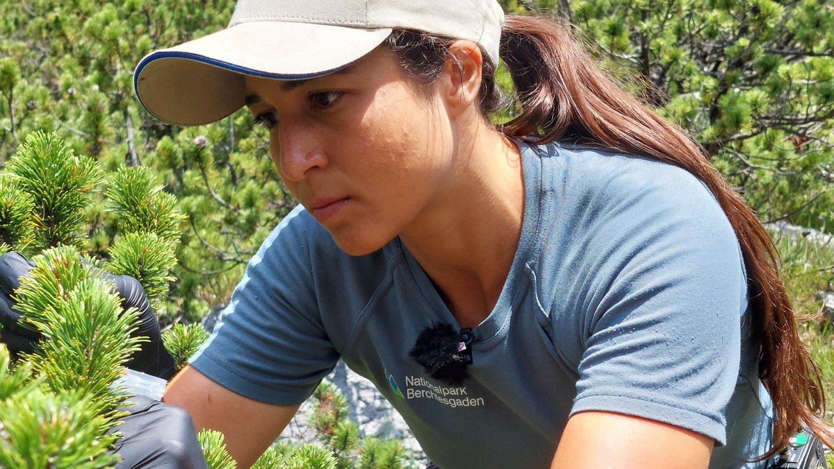 Die Wissenschaftlerin Barbara Araujo entnimmt Nadeln für ein Forschungsprojekt zur Nadelbräune Nadelproben an einer Latsche im Wimbachgries in Berchtesgaden 