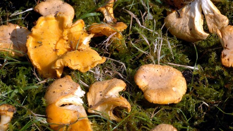 Pilze Finden Wo Die Suche Lohnt Br24