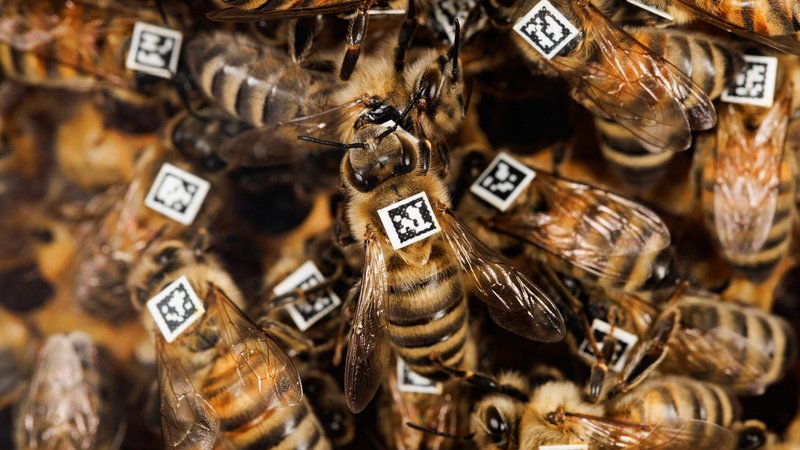 Bienen mit QR-Code zur Unterscheidung in der Verhaltensforschung | Bild: HHU / Christoph Kawan Bienen mit QR-Code zur Unterscheidung in der Verhaltensforschung