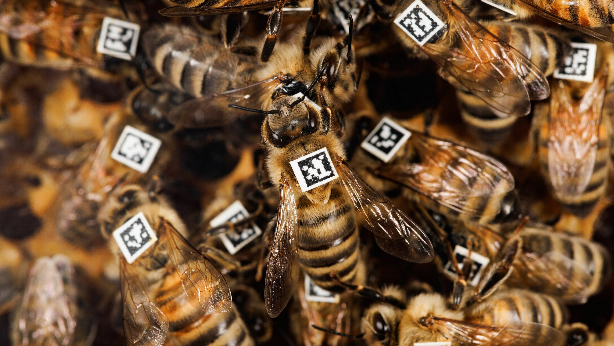 Bienen mit QR-Code zur Unterscheidung in der Verhaltensforschung