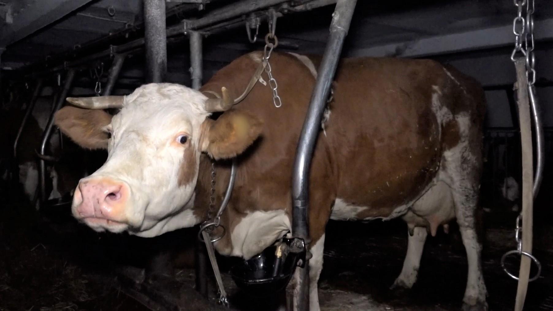Eine angebundene Kuh in einem Stall