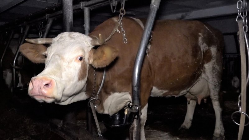 Eine angebundene Kuh in einem Stall | Bild: "Soko Tierschutz" Eine angebundene Kuh in einem Stall