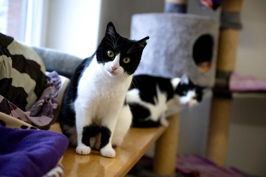 Katzen in einem Tierheim