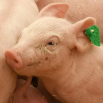 Das Tierschutzgesetz - Leitfaden zum Wohl der Tiere? | Bild: picture-alliance/dpa