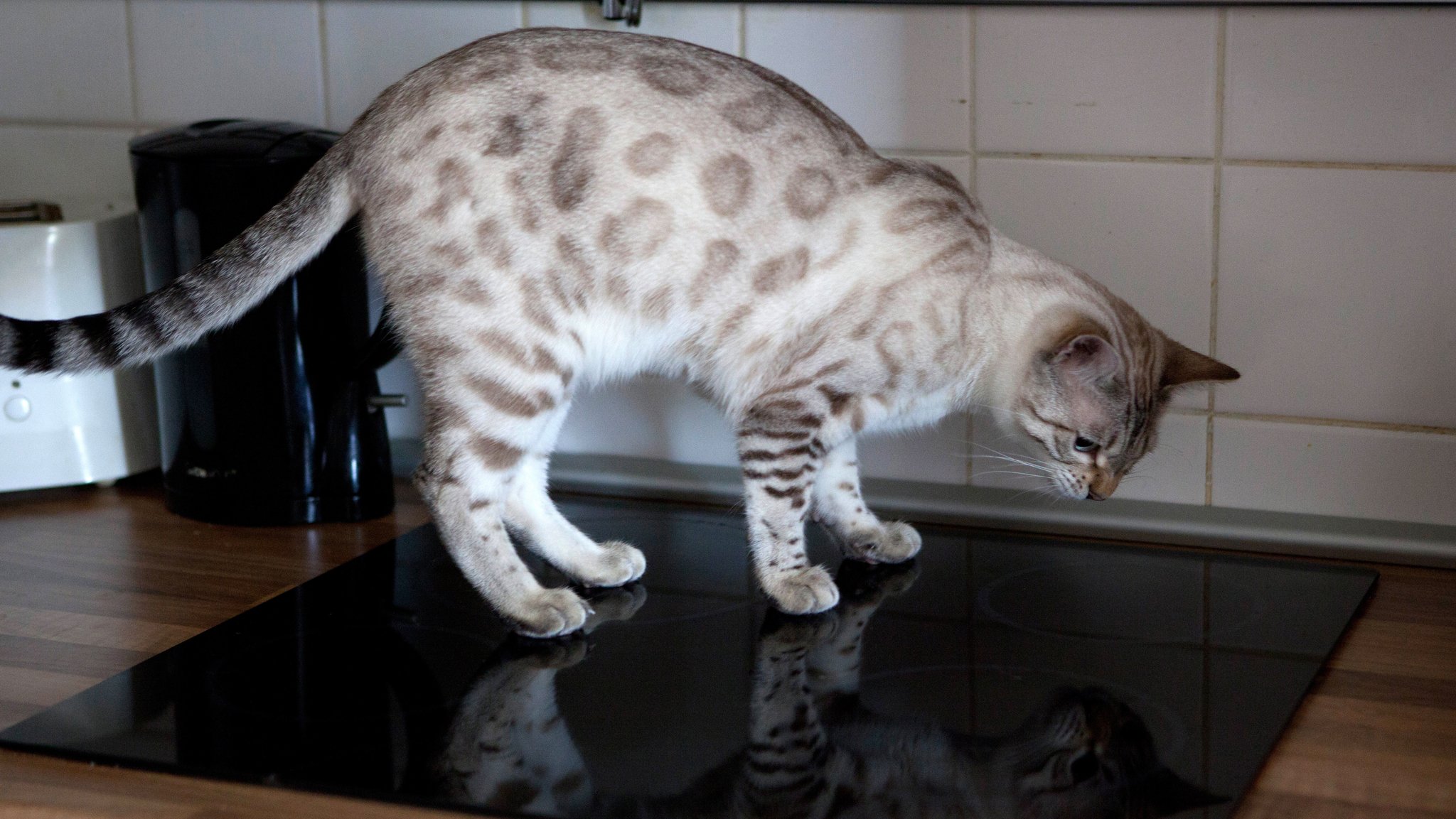 Eine Bengal-Katze steht in einer Küche auf einem Ceran-Feld (Symbolbild)