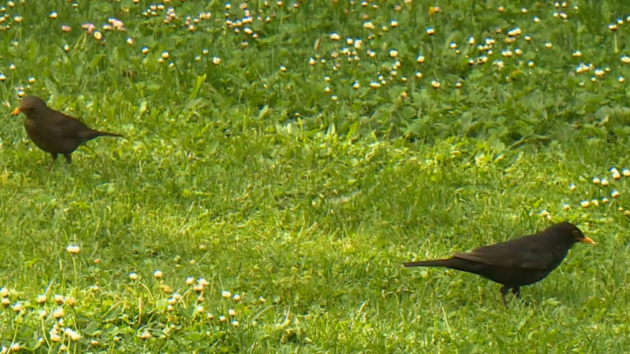 Zwei Amseln auf einer Wiese.