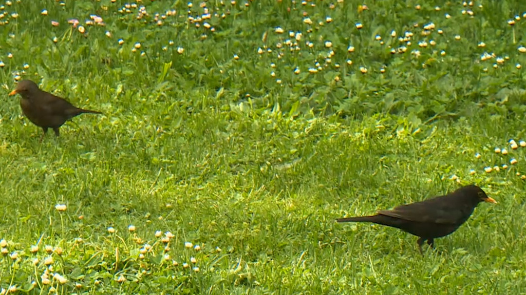 Zwei Amseln auf einer Wiese. | Bild: BR Zwei Amseln auf einer Wiese.