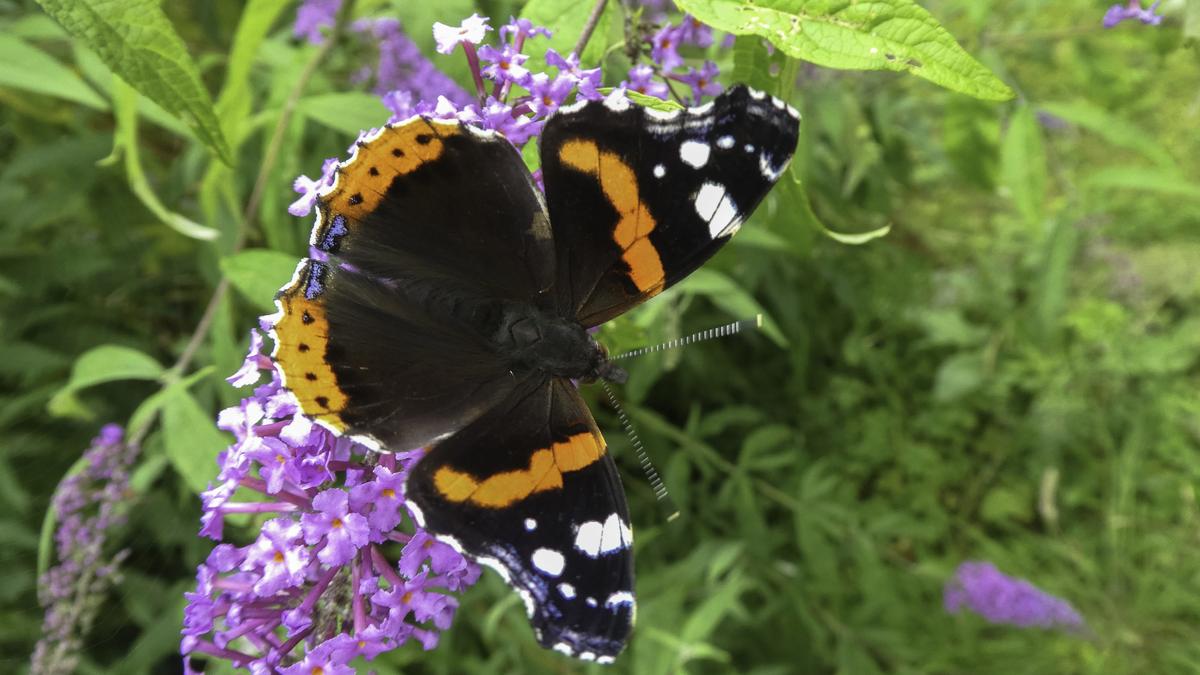 So Konnen Sie Schmetterlingen In Ihrem Garten Helfen Br24