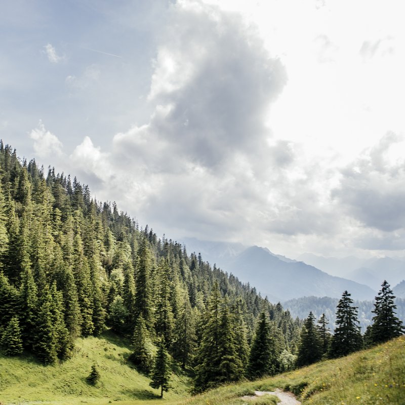 Der Bergwald - Schutzbedürftiger Schutzwall - radioWissen | BR Podcast