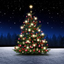 Mehr als eine Tanne - Wissenswertes rund um den Weihnachtsbaum | Bild: BR/stock adobe