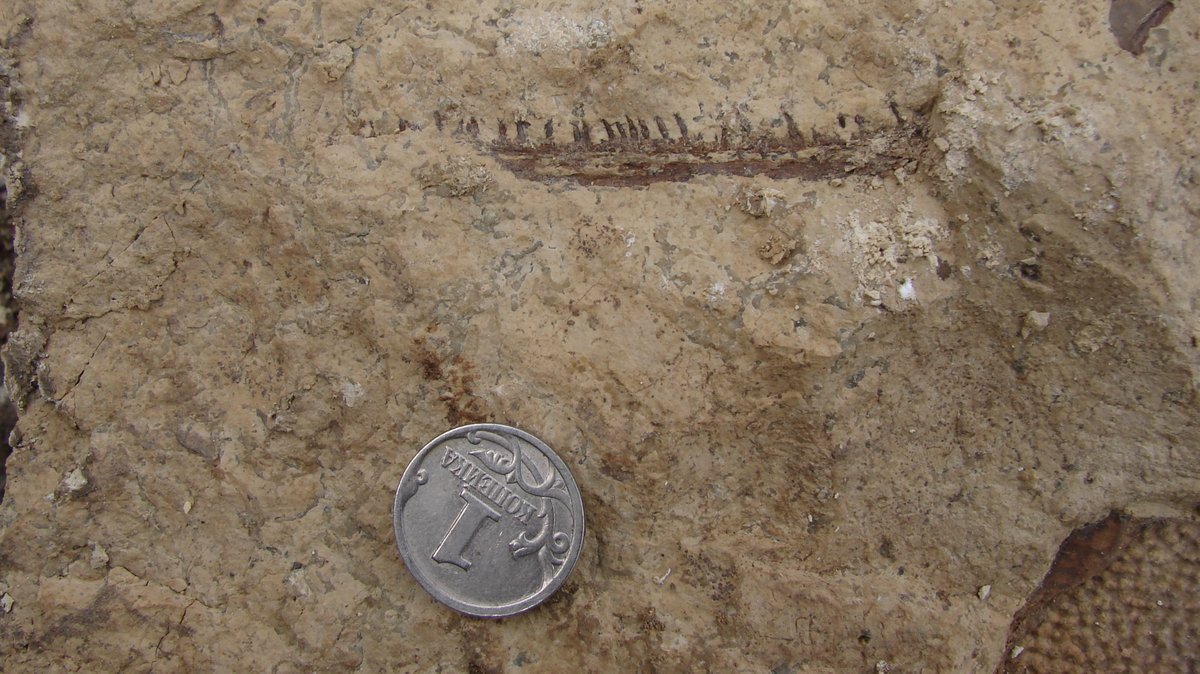 Kiefer Und Zähne des frühen Tetrapoden Parmastega aelidae