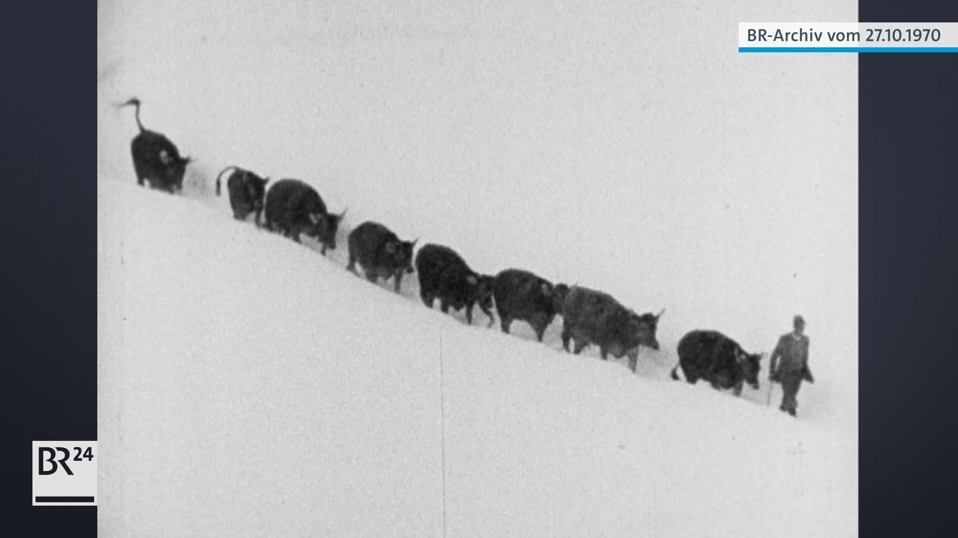 Bergbauer, mit einer Kuhherde, die er durch verschneite Landschaft führt