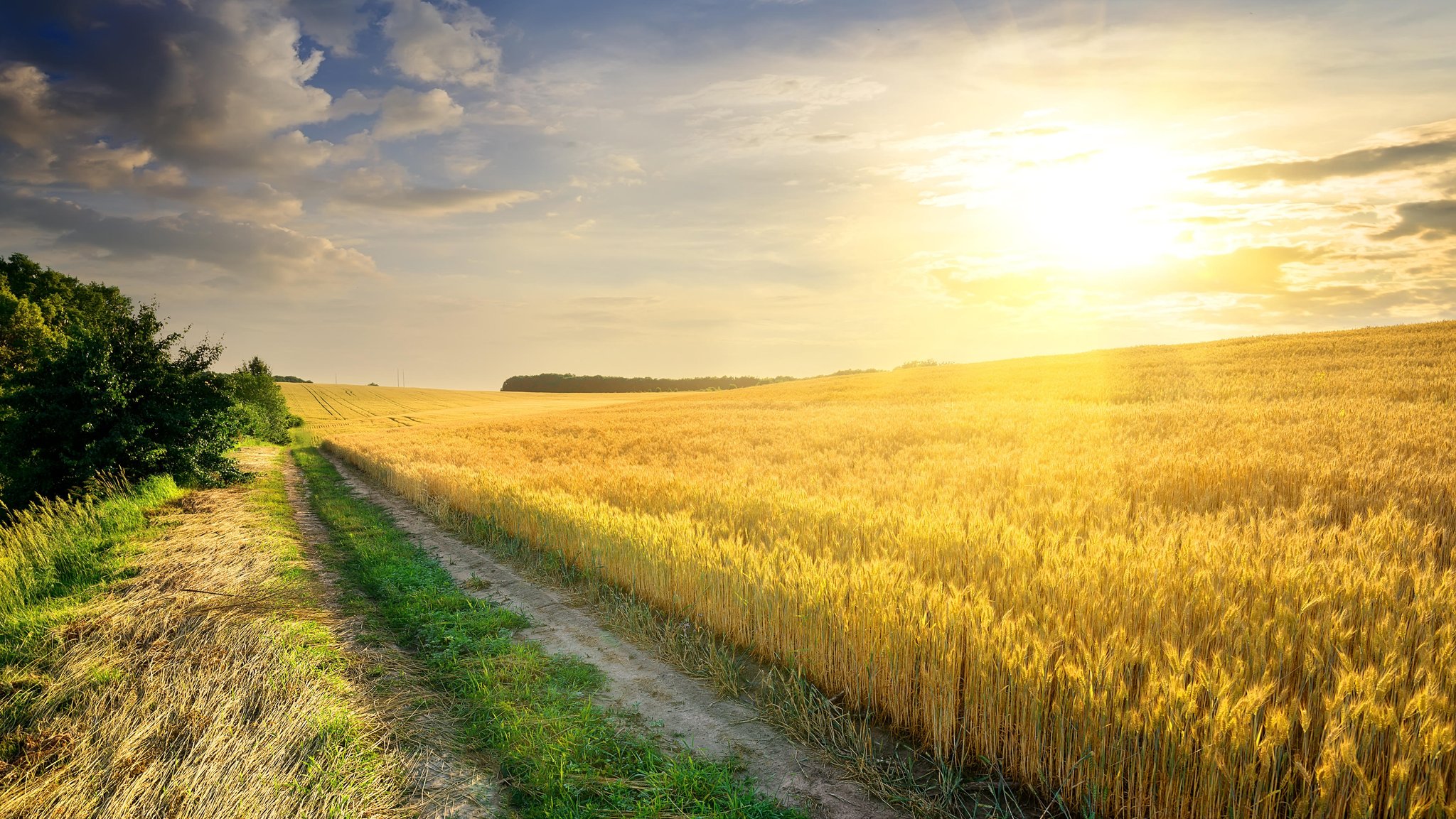 Reifes Kornfeld in der Ukraine