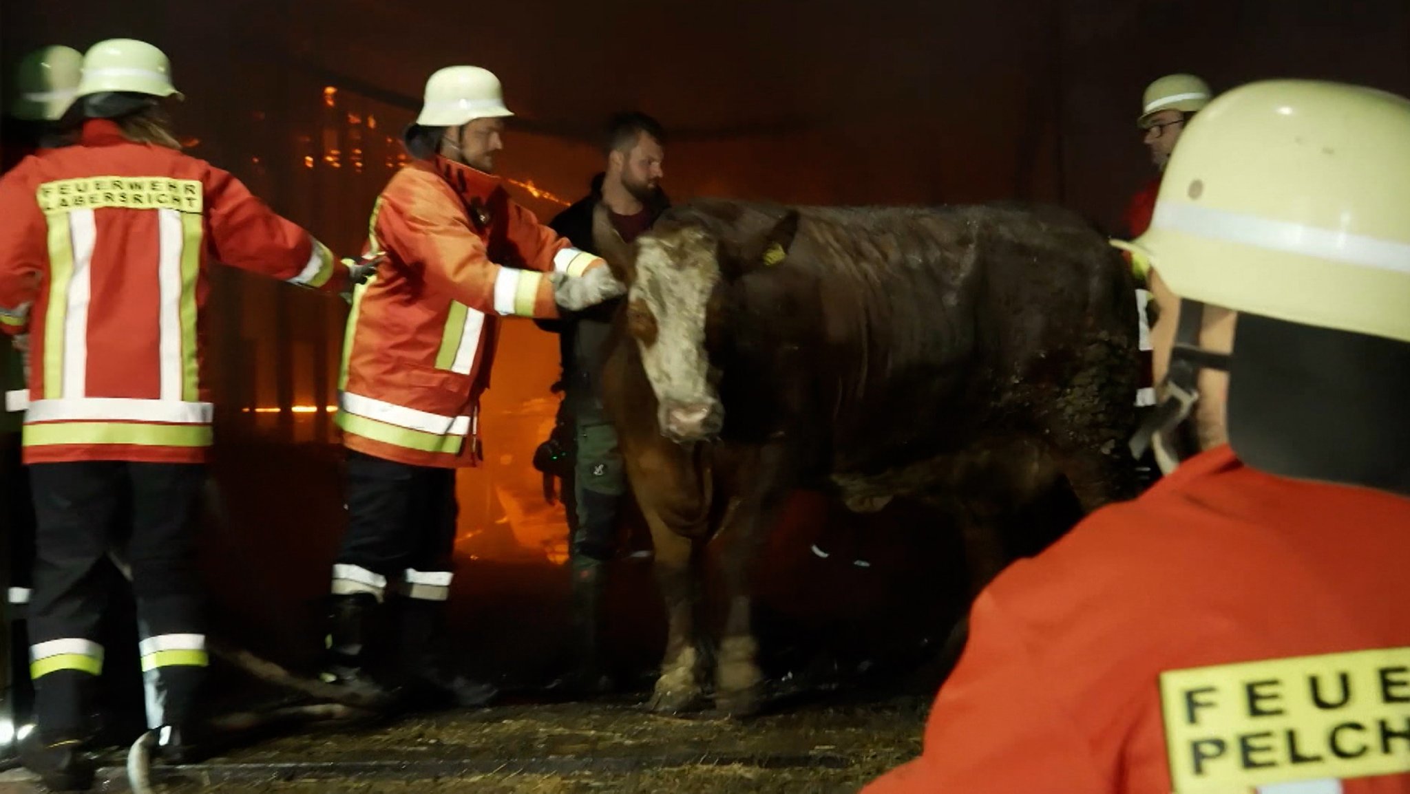 Ein Großaufgebot an Rettungskräften hat vergangene Nacht mehr als 150 Tiere aus einem Stall in Neumarkt in der Oberpfalz in Sicherheit gebracht. | Bild: Bayerischer Rundfunk 2026 Ein Großaufgebot an Rettungskräften hat vergangene Nacht mehr als 150 Tiere aus einem Stall in Neumarkt in der Oberpfalz in Sicherheit gebracht.