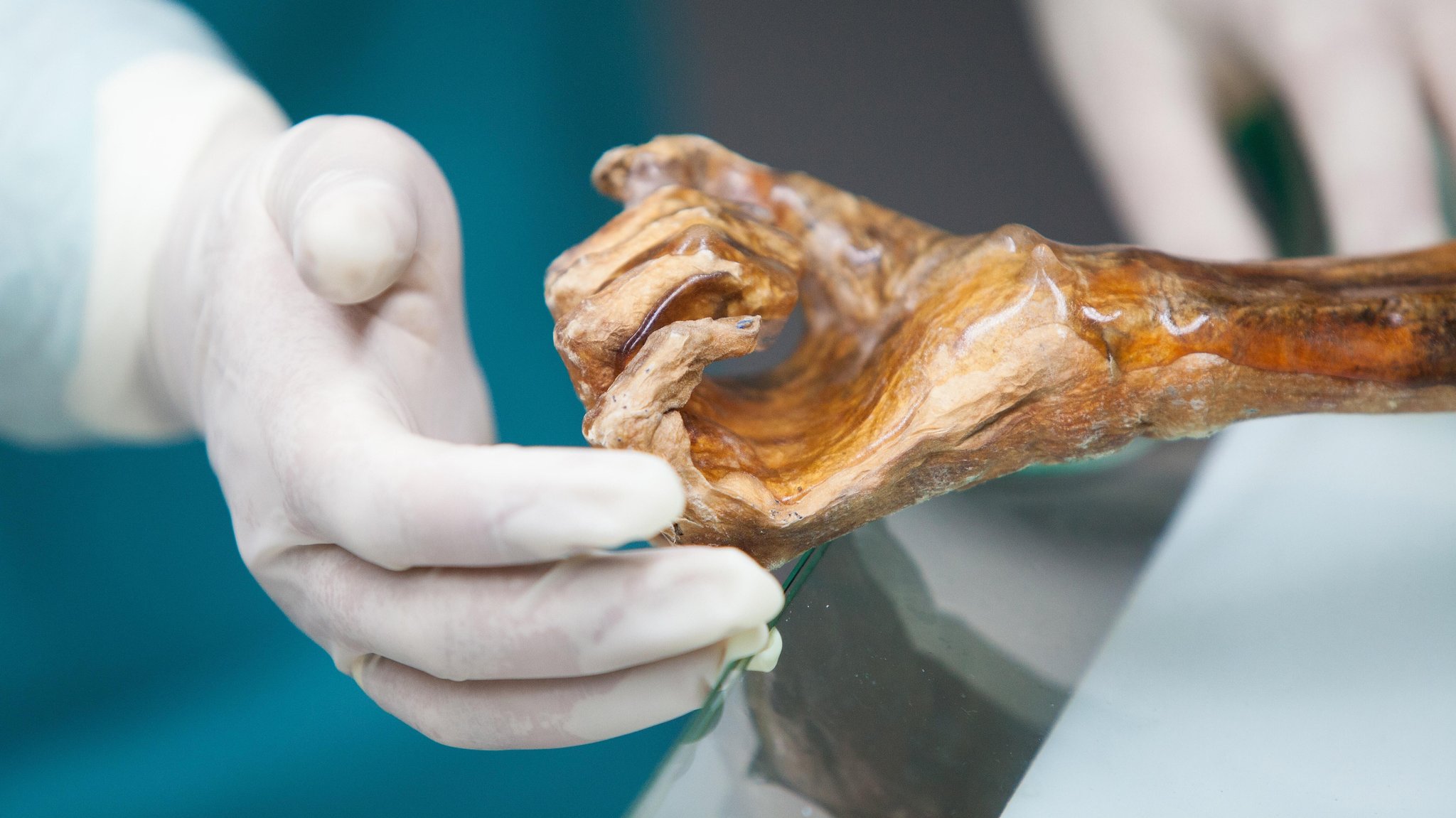 Die Hand eines Menschen, bedeckt von einem weißen Latexhandschuh, berührt sanft die Hand der Eismumie Ötzi.