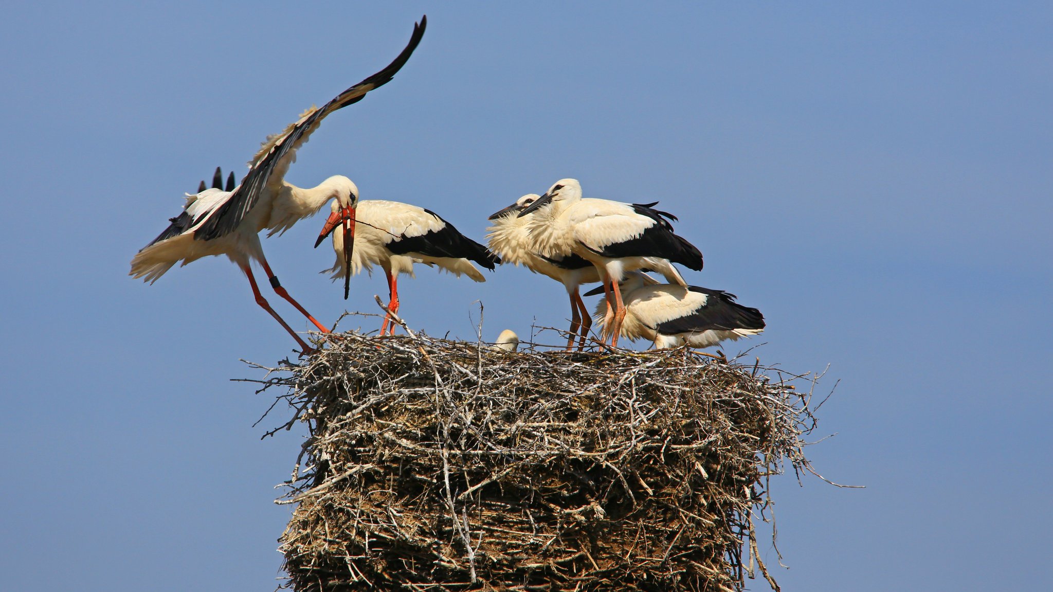 Kein leichtes Jahr für den Weißstorch im regnerischen Bayern