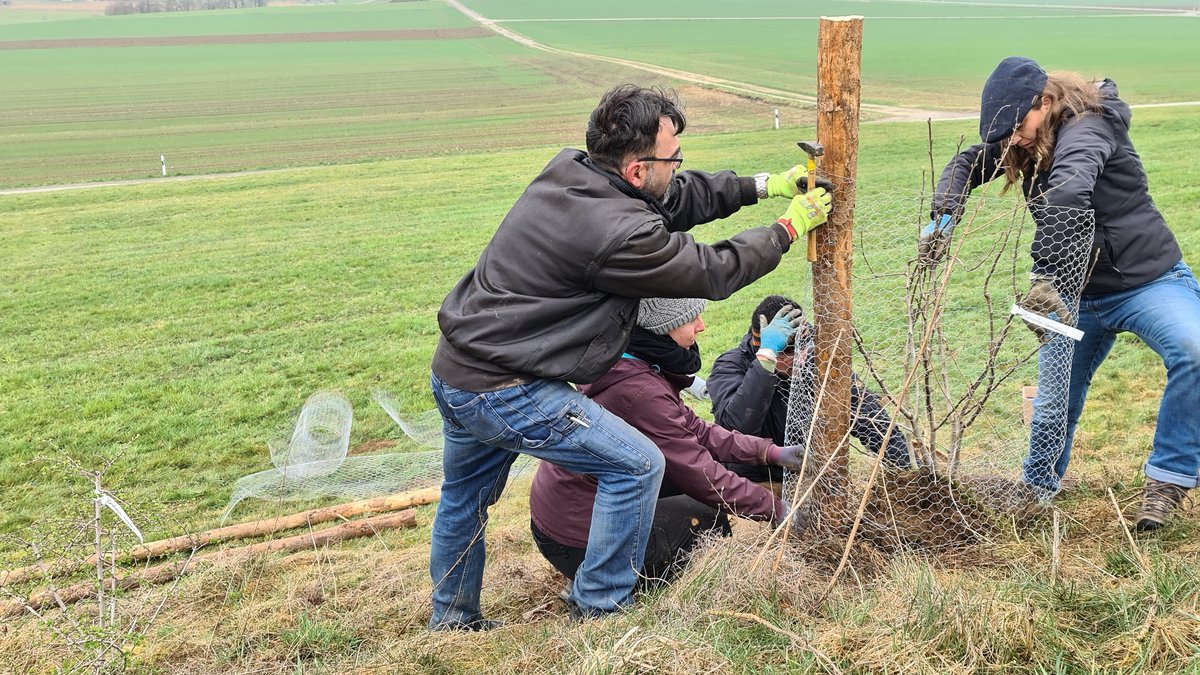 Vier Personen befestigen miteinander einen Maschendraht um einen frisch gepflanzten Strauch