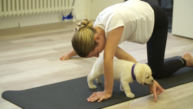 Yoga ist hip und wird mittlerweile in vielfältigen Variationen angeboten. In Nürnberg gibt es jetzt ein spezielles Angebot für Hundeliebhaber: Yoga zusammen mit kleinen, schnuckeligen Hundewelpen. Ob das funktioniert?