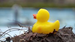 Eine Ente auf einem Dreckhaufen. Im Hintergrund ist ein Becken zu sehen. | Bild:BR