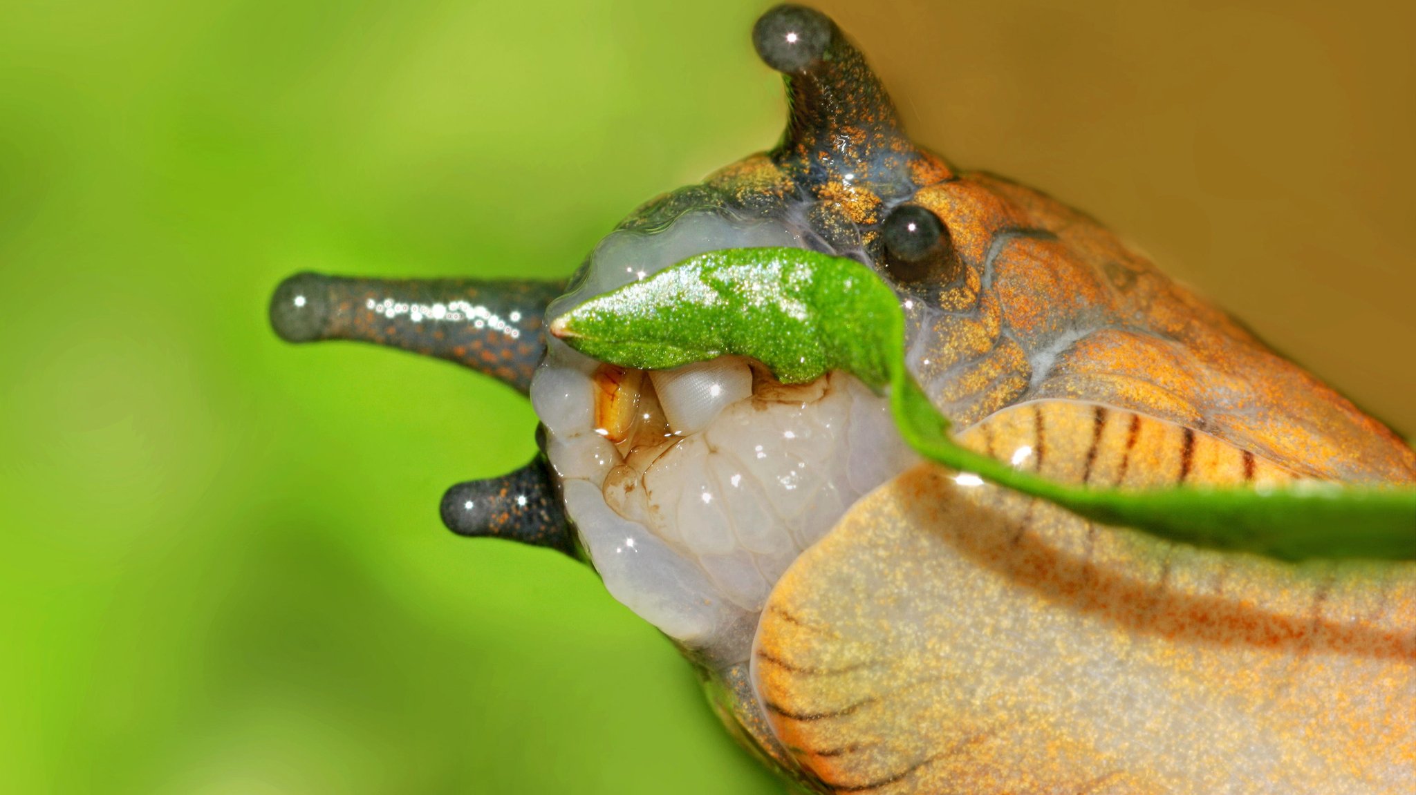 Eine Schnecke lässt sich ein Blatt schmecken (Nahaufnahme)