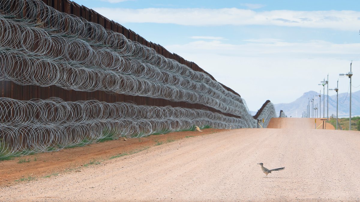 Ein Rennkuckuck vor der zukünftigen Grenzmauer der USA zu Mexiko