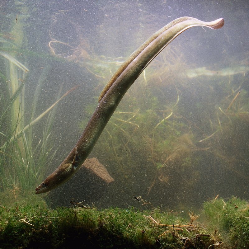 Der Aal - Ein Fisch voller Rätsel - Radiowissen | BR Podcast