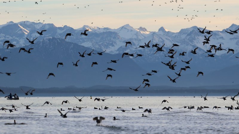 Wasservögel am Starnberger See, am linken Bildrand zwei Kajakfahrer, im Hintergrund die schneebedeckten Alpen (Archivbild vom 27.12.2023) | Bild: picture alliance / Ulrich Wagner Wasservögel am Starnberger See, am linken Bildrand zwei Kajakfahrer, im Hintergrund die schneebedeckten Alpen (Archivbild vom 27.12.2023)