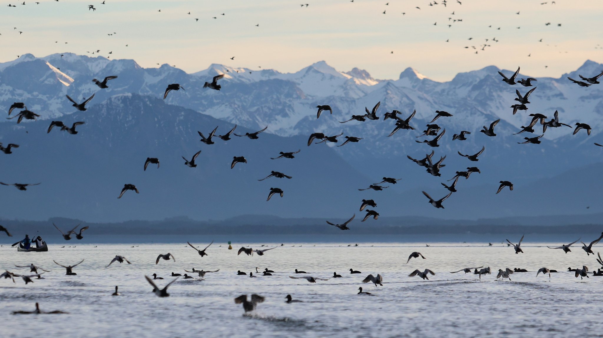 Appell an Wassersportler: Winterruhe für Vögel lebenswichtig