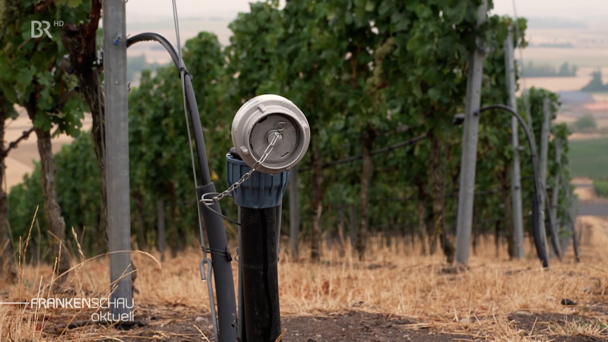 Wasserzapfen in einem Weinberg. | Bild: BR Wasserzapfen in einem Weinberg.