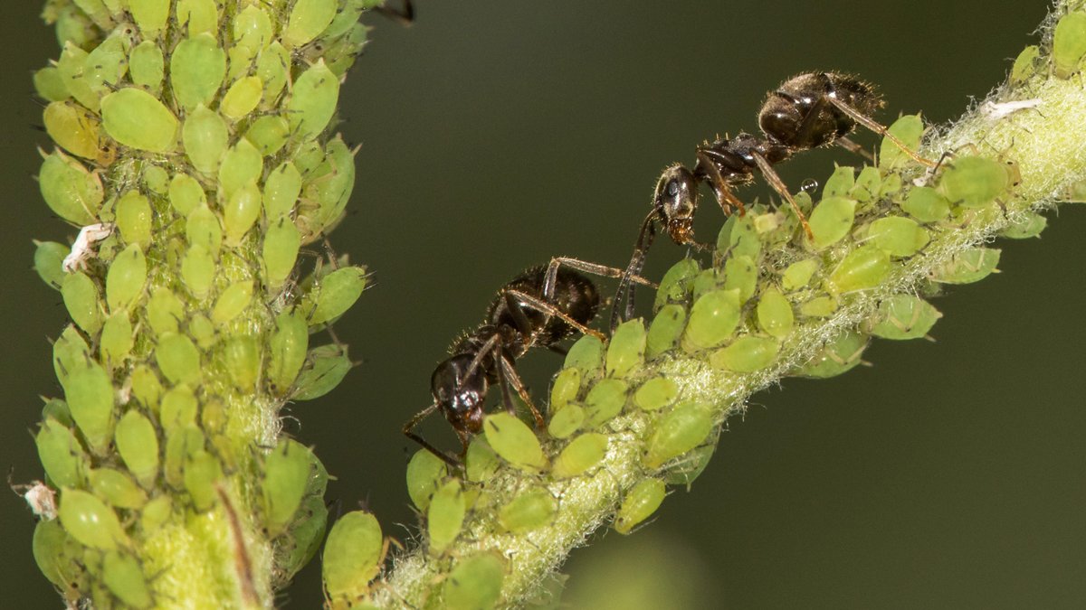 Ameisen melken auf einem Pflanzenstengel Blattläuse.