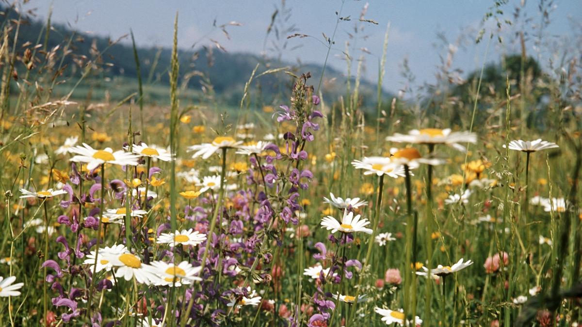 Blumenwiesen Gegen Das Insektensterben Br24