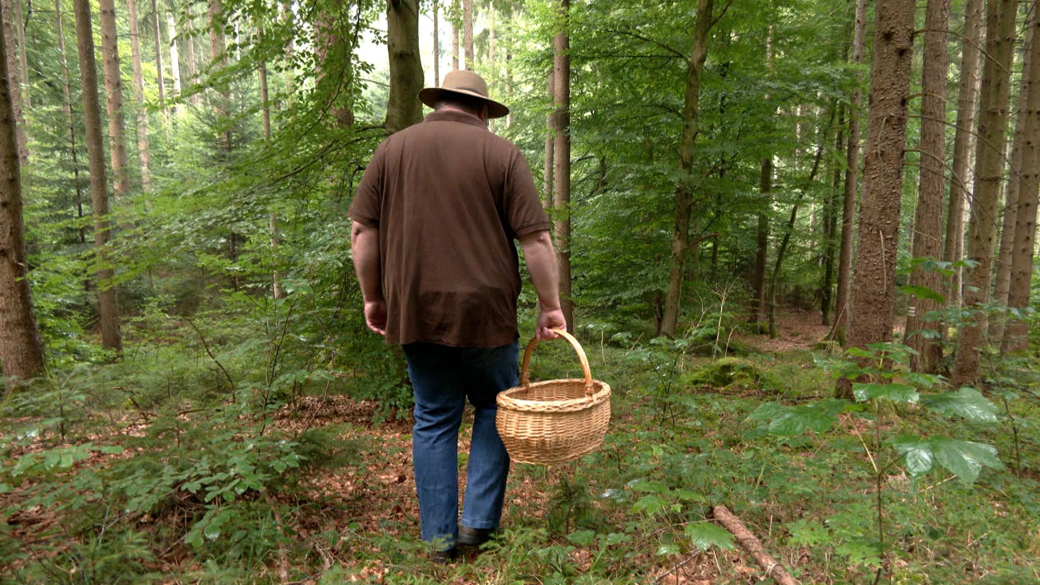 Pilze bei Dürre: Alarmzeichen nicht nur für Schwammerlsucher