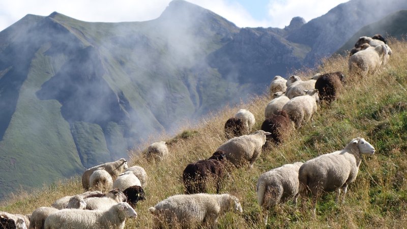 Schafe auf der Linkersalpe bei Oberstdorf.
