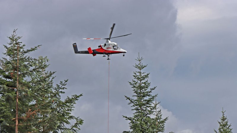 Vom Borkenkäfer befallene Fichten werden bei Kreuzstraßl in der Randzone des Nationalparks Bayerischer Wald von einem Hubschrauber aus dem Wald geflogen.