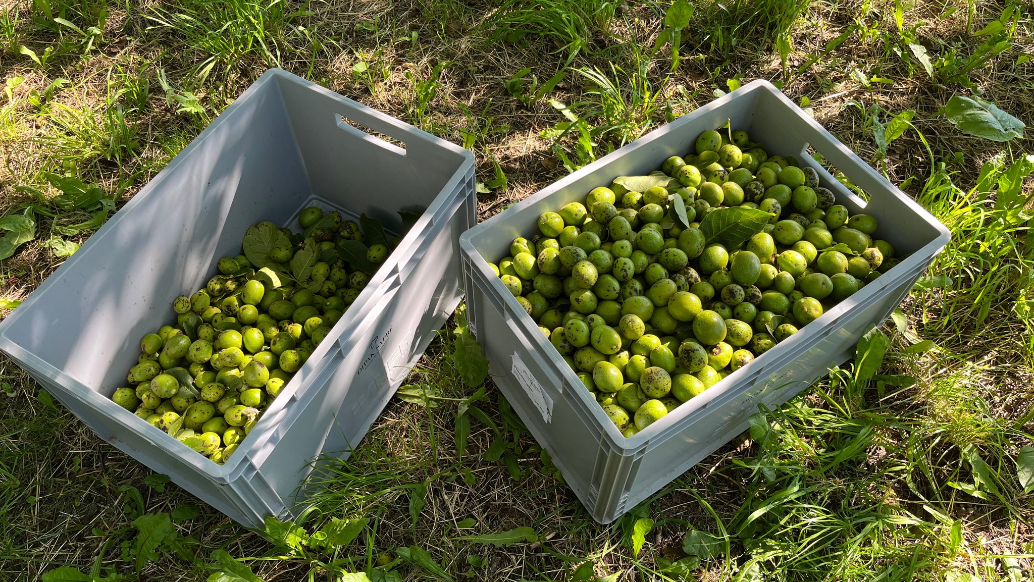 Ernte von grünen Walnüssen im Landkreis Forchheim