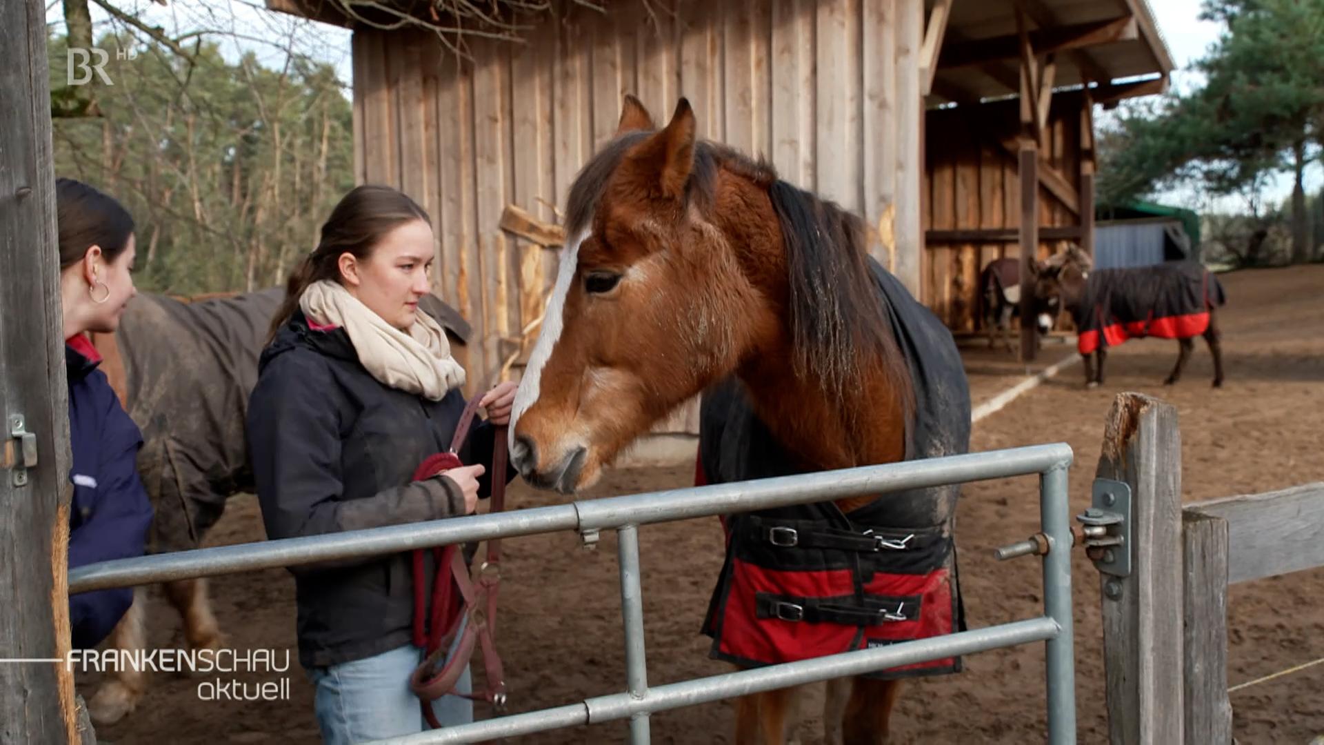 Eine ehemalige Fridays-For-Future-Aktivistin arbeitet ehrenamtlich auf einem Pferdehof.