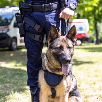 Tiere im Einsatz - Supernasen und Adleraugen | Bild: Colourbox.com