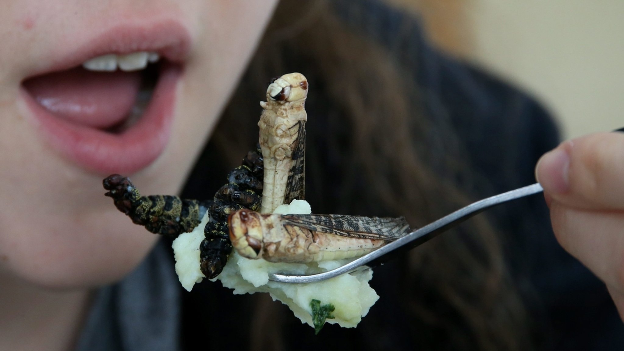 Insekten mit Kartoffelbrei auf einer Gabel