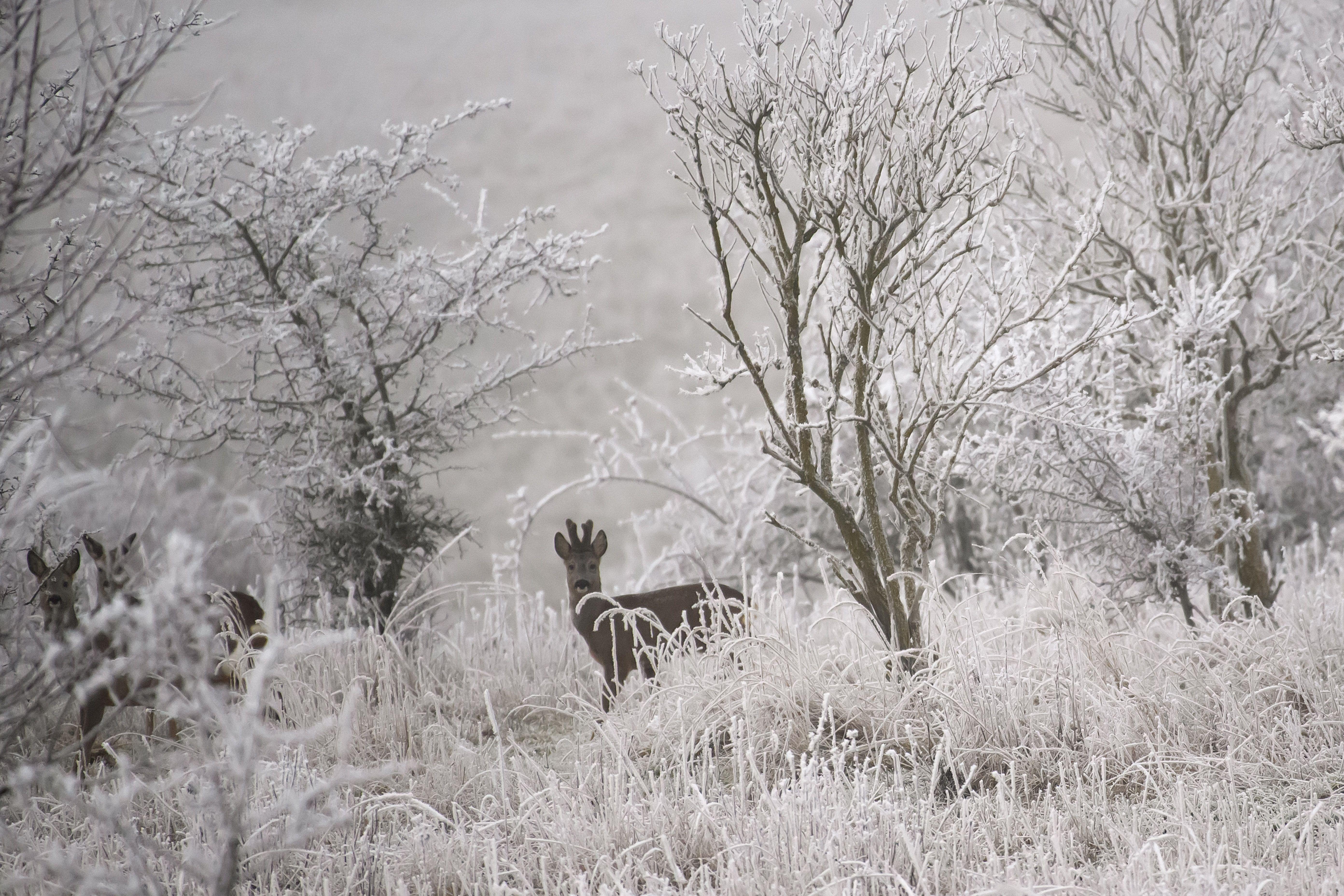 Reh in verschneiter Landschaft