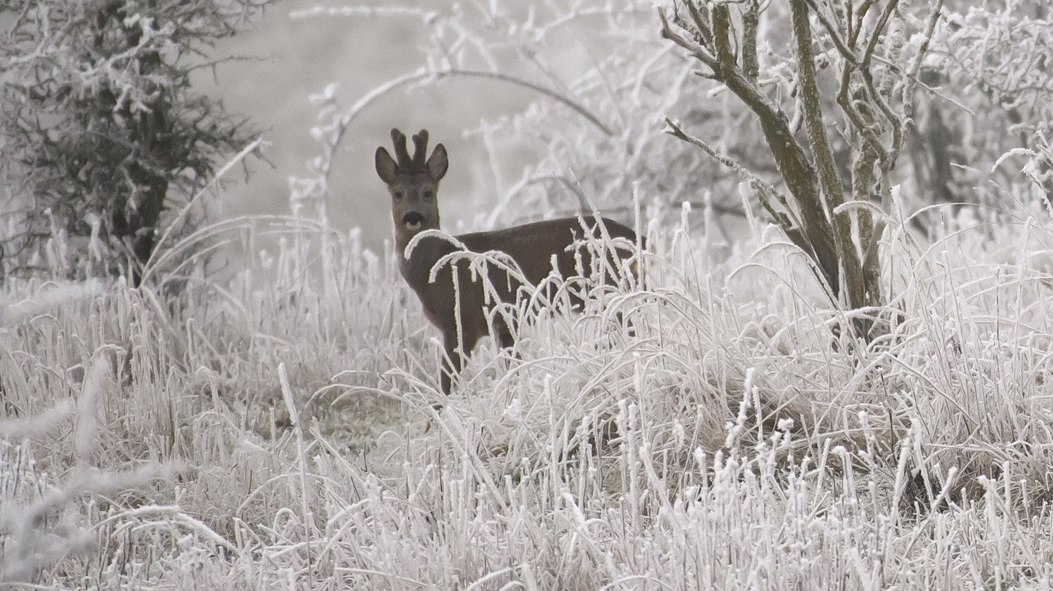 Jäger meldet sich: Abgetrennter Rehkopf keine Wilderei