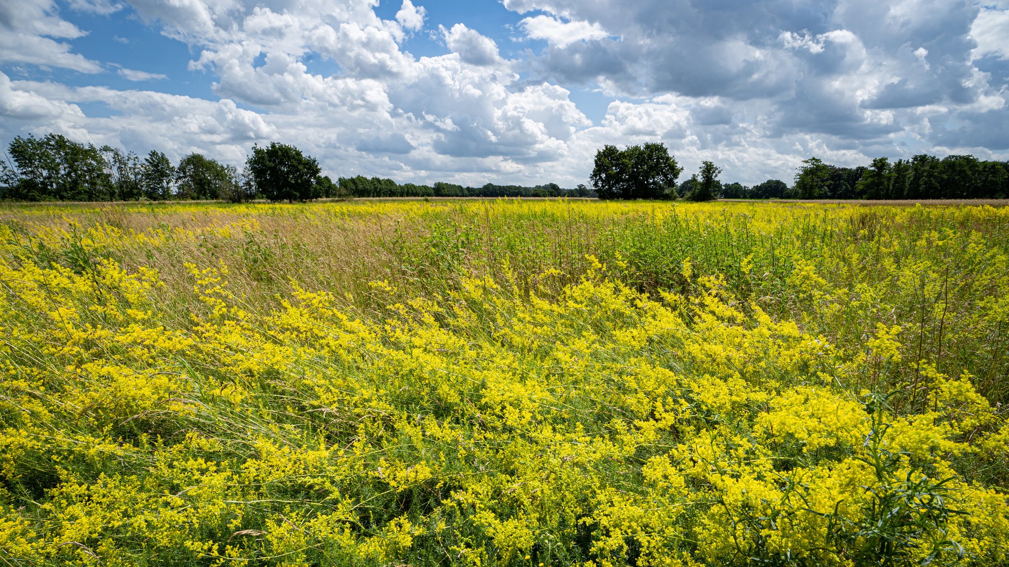 Eine weite Brachfläche, die mit gelb blühenden Wildpflanzen bewachsen ist 