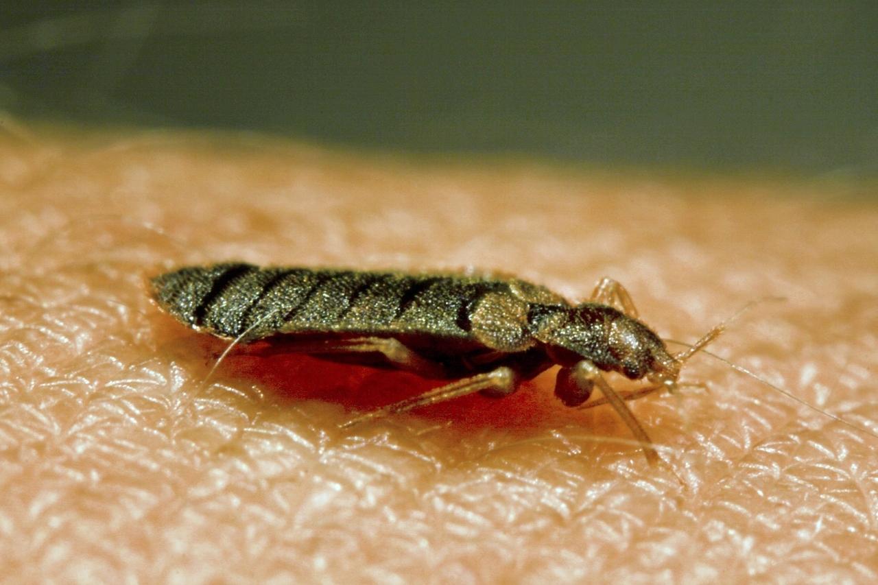 Invasion Der Stinkwanzen Warum Belagern Sie Unsere Wohnungen Br24