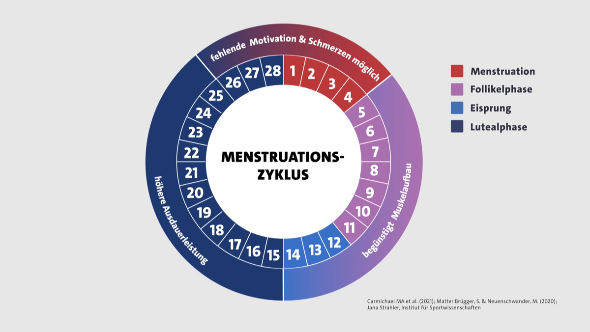 Der Menstruationszyklus