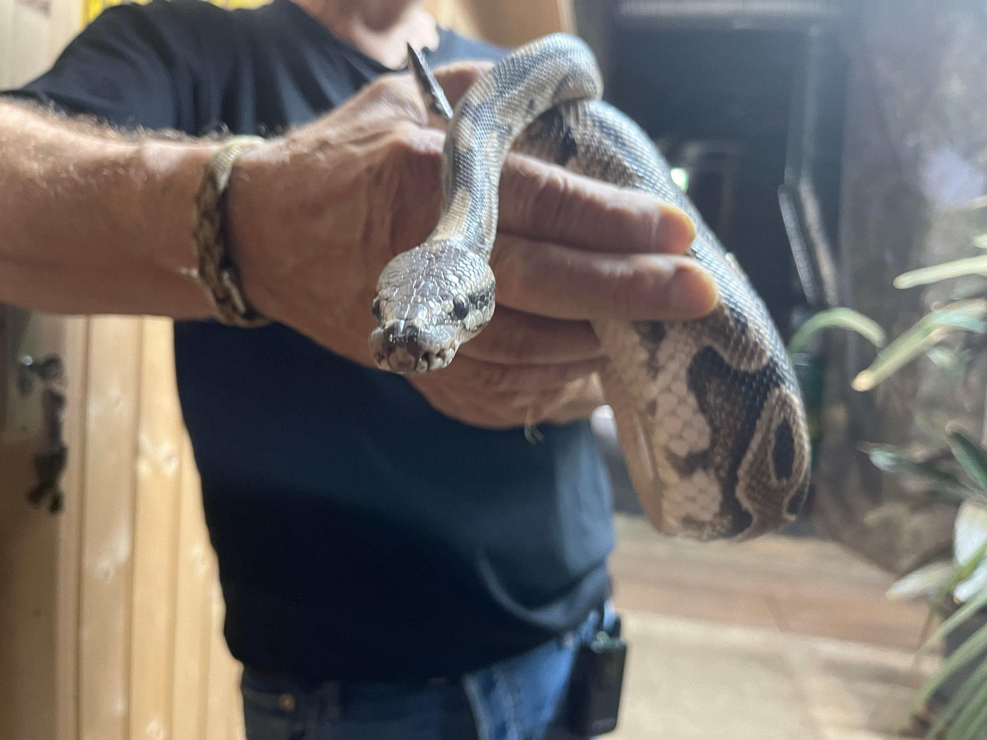 Ein Mann hält den bei Mindelheim gefundenen Königspython mit beiden Händen in die Kamera 