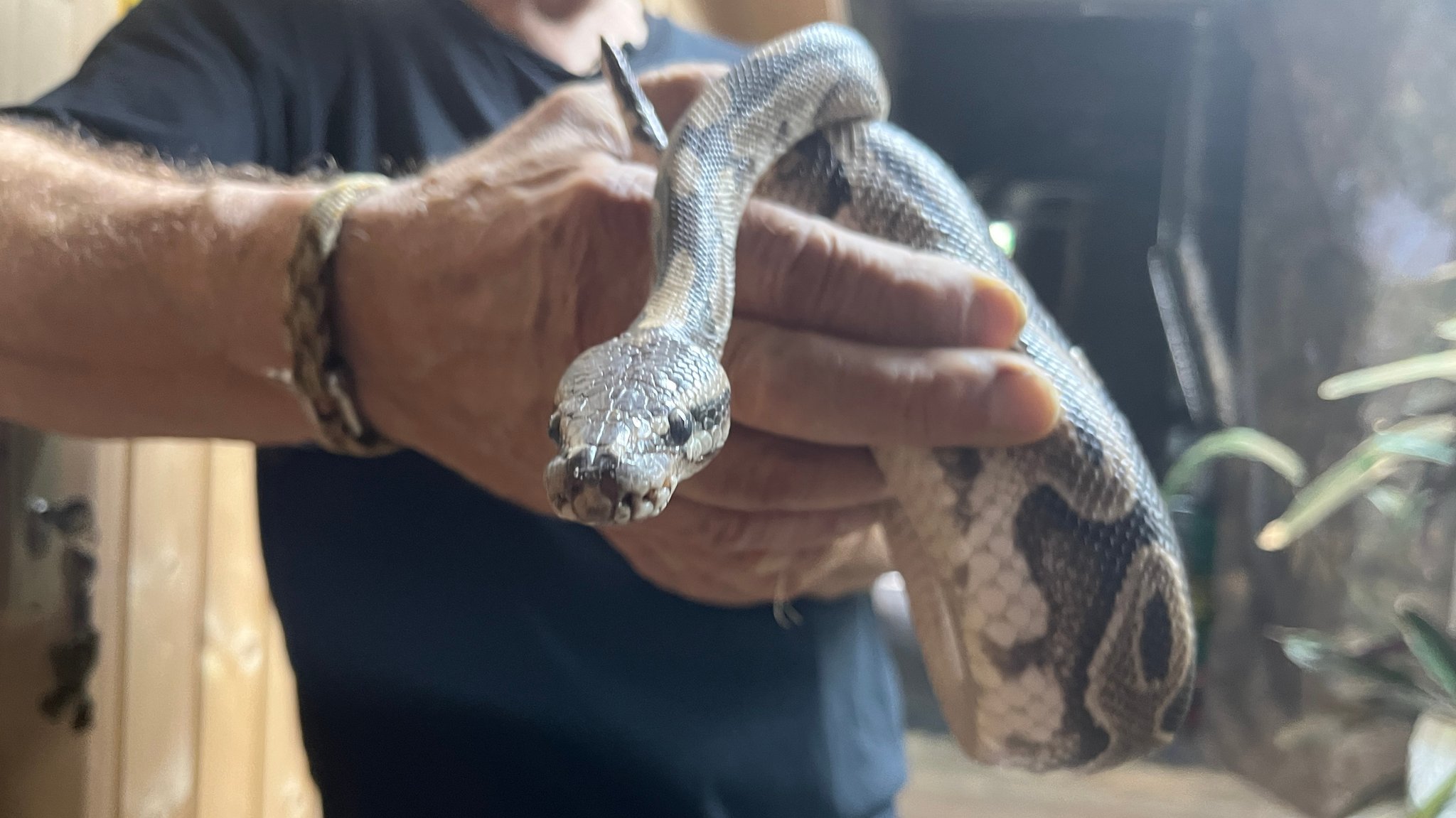 Ein Mann hält den bei Mindelheim gefundenen Königspython mit beiden Händen in die Kamera 